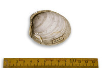 F 12082
<br/>
<br/>
<em></em>